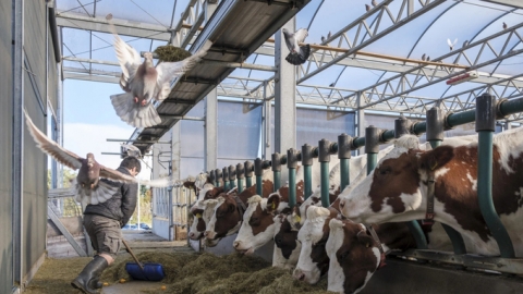 Trang trại nổi nuôi ‘bò quý cô’ gây chú ý ở châu Âu