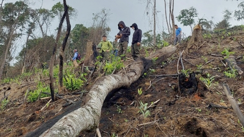 Báo động nạn phá rừng tự nhiên tại Con Cuông