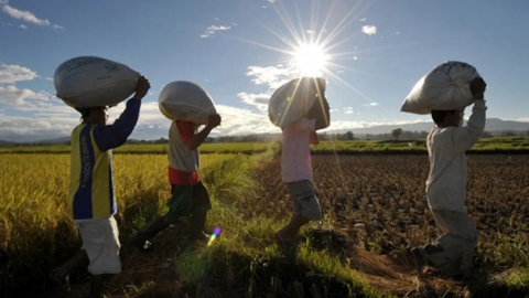 Philippines lo không tìm đâu ra nguồn nhập 2,9 triệu tấn gạo