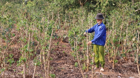 Hơn 2.100 ha cây trồng của Sơn La có khả năng xảy ra hạn hán