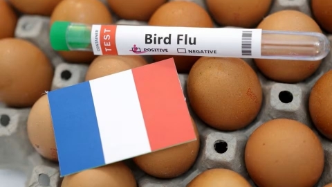 Pháp phát hiện ổ dịch cúm gia cầm độc lực cao tại trang trại vịt