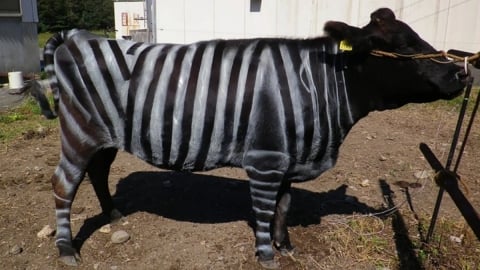 Nhật Bản sơn bò như ngựa vằn để đuổi ruồi