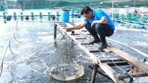 Việt Nam đáp ứng đủ tôm giống nước lợ cho nhu cầu thả nuôi