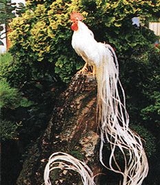 Huyền thoại về giống gà quý hiếm của Triều Tiên