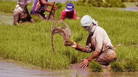 Philippines hỗ trợ 1 triệu nông dân canh tác lúa tiết kiệm nước