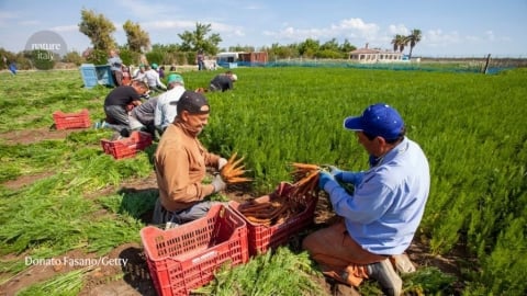 Nông dân trở thành ‘vệ binh đất đai’ theo luật mới của Italia