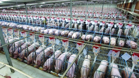 Trung Quốc ra quy định mới nhằm kiểm soát chăn nuôi lợn