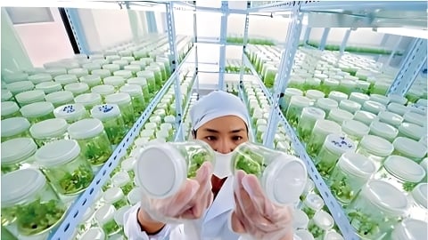 Trung Quốc sử dụng công nghệ cải tiến nhân giống sinh học, giống cây trồng