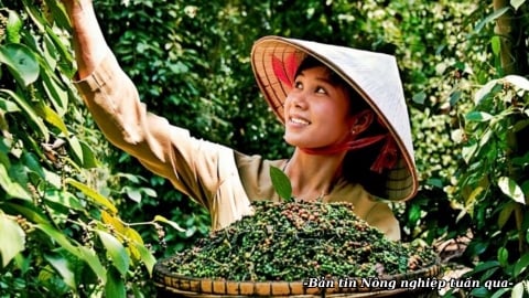 Cơ hội kết nối thị trường cho hồ tiêu và cây gia vị Việt Nam