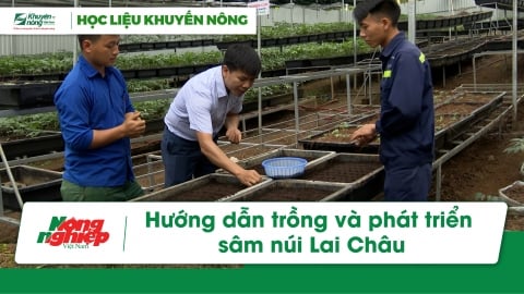 Hướng dẫn trồng và phát triển sâm núi Lai Châu