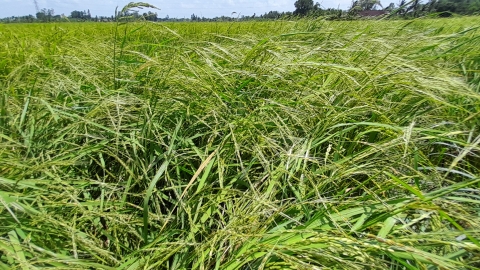 Lúa cỏ có ảnh hưởng đến ngành lúa gạo Việt Nam?