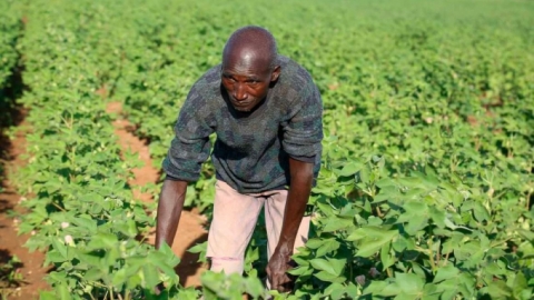 Nông dân Kenya đổ xô trồng bông GMO