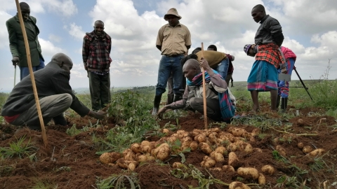 Nông dân trồng khoai tây Kenya để mắt đến công nghệ và thị trường Trung Quốc