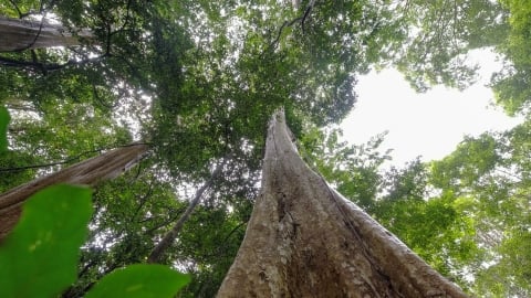 Cây rừng và sự sống