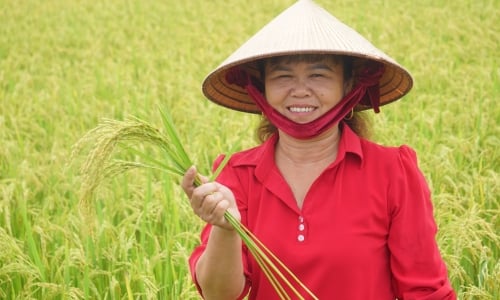 Ý tưởng về cuộc 'cách mạng xanh' từ cây lúa ở xứ Thanh