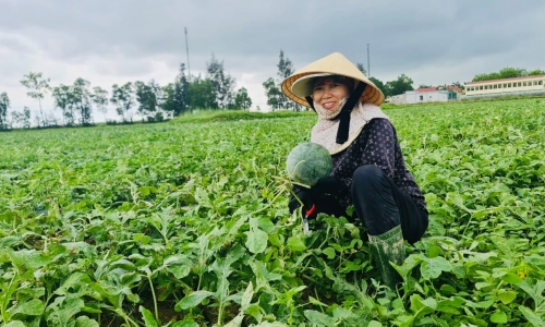 Người trồng dưa hấu Quảng Bình lãi hơn 50 triệu đồng/ha