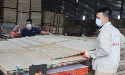 Plywood businesses faces risk of closure due to South Korean anti-dumping tax
