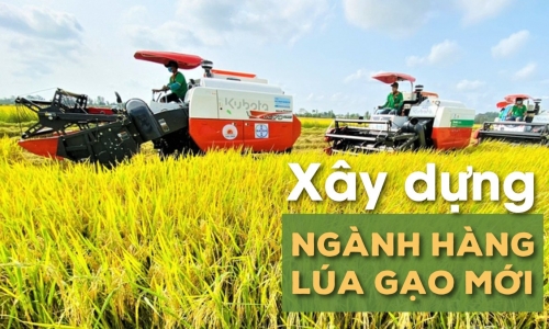 Hành trình trăm năm lúa gạo Việt