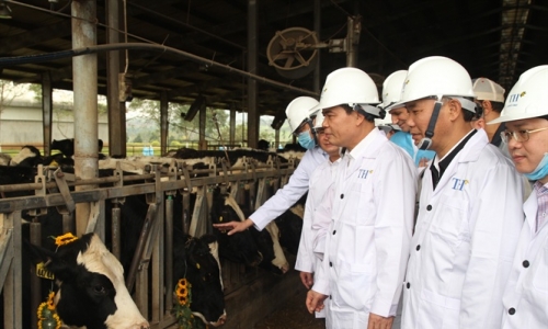 Năm 2020, Tập đoàn TH nhập khẩu đàn bò sữa cao sản 4.500 con