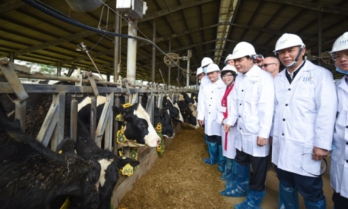 Hàng ngàn bò sữa thuần chủng Mỹ về trang trại của TH đầu năm mới