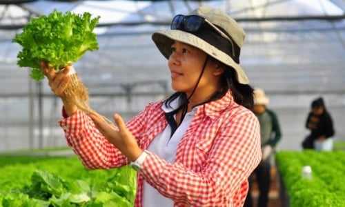 Nông nghiệp thông minh 4.0: Thực tiễn ở Lâm Đồng