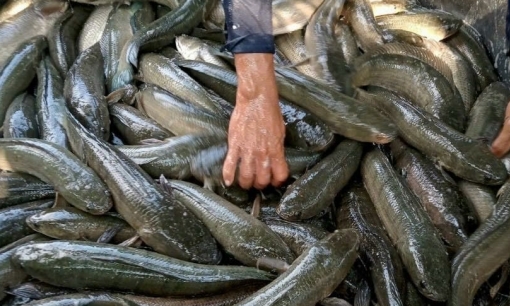 Giá cá lóc tăng 5.000 đồng/kg, nông dân vẫn không có lãi