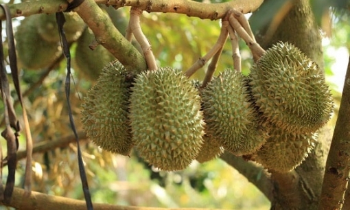 Kỹ thuật xử lý ra hoa, đậu trái sầu riêng ở miền Đông Nam bộ