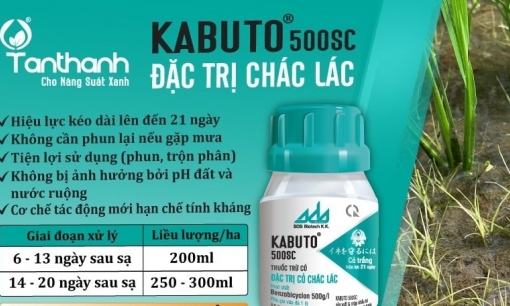 Giải pháp trừ cỏ và lúa cỏ với cặp đôi Kabuto 500SC và Push 330OD