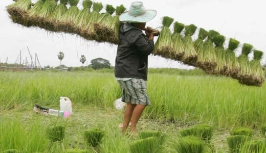 Thái Lan tính xuất khẩu 7 triệu tấn gạo trong năm nay