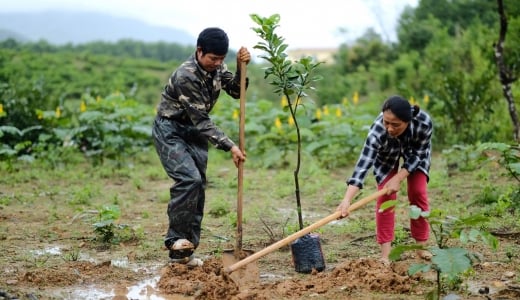Agribank hỗ trợ cây giống giúp người dân miền núi chuyển đổi sinh kế
