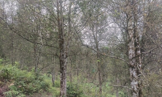 Bản tin Lâm nghiệp ngày 28/3/2024: Nấm lạ gây rụng lá rừng hồi ở Bình Liêu