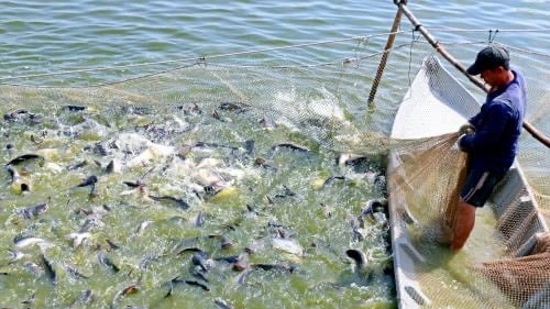 Bản tin Thủy sản ngày 26/4/2024: Người nuôi cá tra lỗ trên 200 triệu đồng/ha