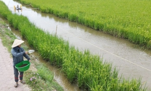 Trồng lúa kết hợp nuôi trồng thủy sản theo hướng hữu cơ