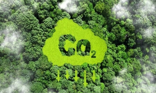 Bản tin Lâm nghiệp ngày 6/5/2024: Sớm ban hành đề án về thị trường carbon