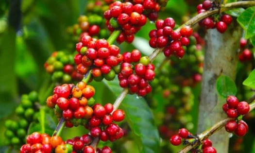 Coffee prices on 04/19/2024: Decrease to VND 120,000/kg