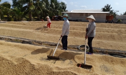 Winter-spring rice harvest succeeds, rising by VND 2,000/kg.