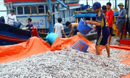 Bản tin Thủy sản ngày 28/3/2024: Ngư dân thu 500 tấn cá cơm mỗi ngày