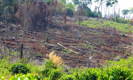 Bản tin Lâm nghiệp ngày 17/4/2024: Đắk Glong vẫn là điểm 'nóng' về phá rừng