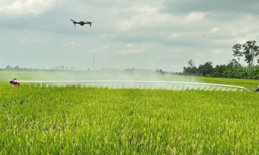 Xây dựng vùng lúa gắn kết tiêu thụ để gạo hữu cơ không bị đánh đồng