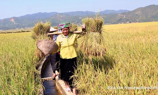 Liên hợp quốc thúc đẩy vai trò của nữ giới trong nông nghiệp
