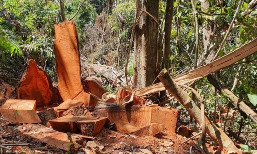 Bản tin Lâm nghiệp ngày 8/5/2024: Phát hiện 650 vụ phá rừng trong 4 tháng