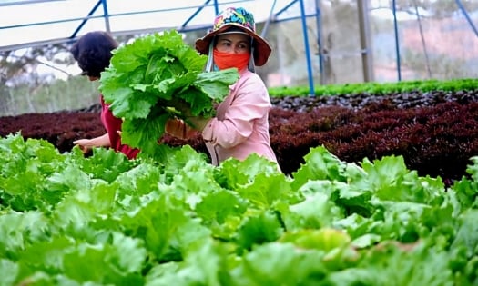Hortex Vietnam - 'điểm hẹn vàng' của người làm vườn