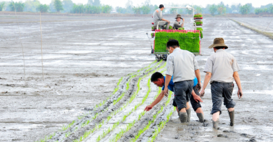 Strengthening the expansion of SRP rice