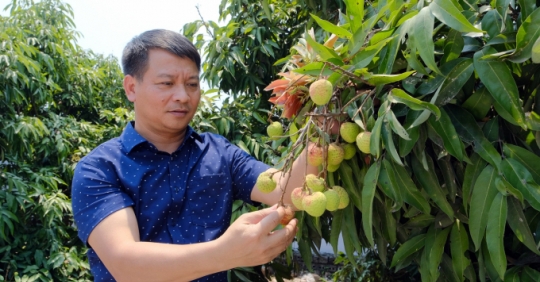 'Phù thủy' tăng năng suất vải thiều