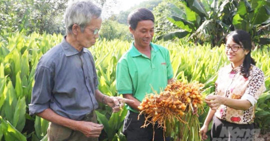 Trồng nghệ, thu vàng