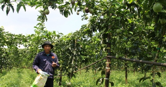 Passion fruit price drops dramatically