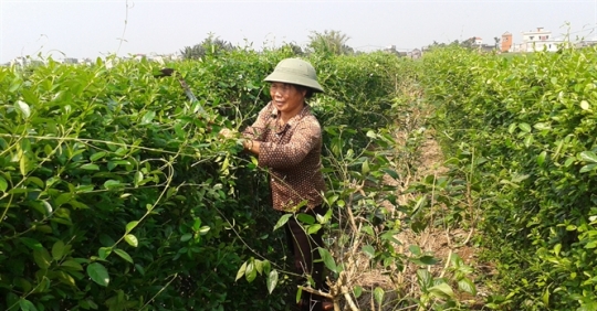 Trồng dây thìa canh