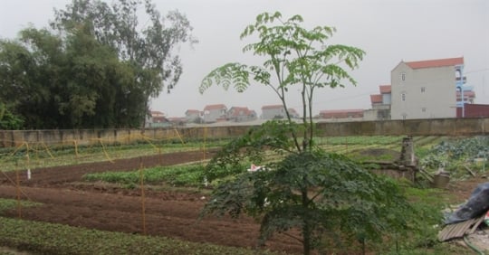 Một số chú ý khi trồng cây rau chùm ngây