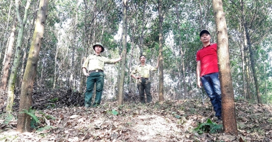 Trồng rừng gỗ lớn - bền vững, lâu dài: Cơ hội đổi đời