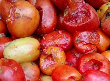 Những loại thuốc trừ sâu nào có thể sử dụng để trị sâu vẽ bùa trên cây cà chua?
